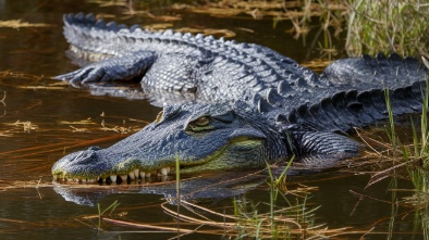 gatorland