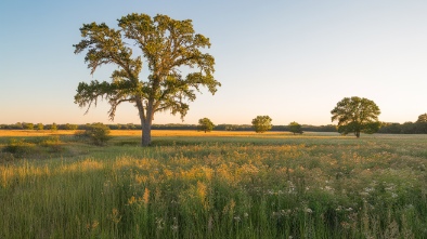 paynes prairie preserve state park